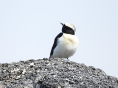 Oenanthe melanoleuca