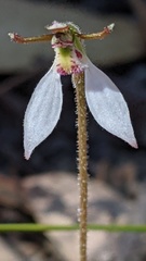 Eriochilus collinus collinus