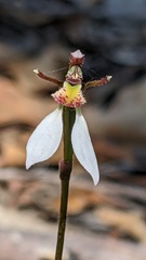 Eriochilus collinus collinus