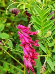Vicia benghalensis