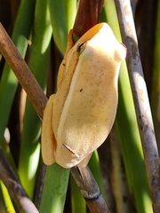 Hyperolius horstockii