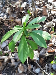 Daphne laureola