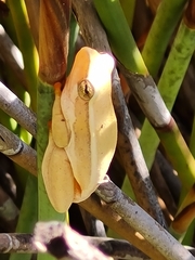 Hyperolius horstockii