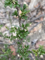 Xanthosia stellata