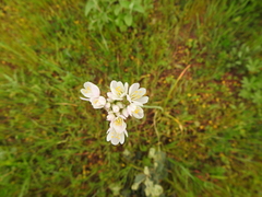 Allium roseum