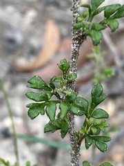 Xanthosia stellata