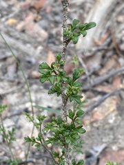 Xanthosia stellata