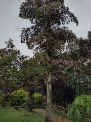 Caryota urens