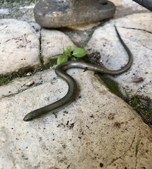 Chalcides chalcides