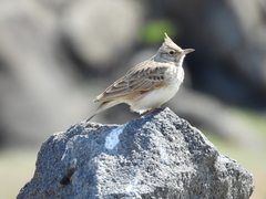Galerida cristata