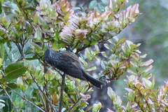 Ptiloprora erythropleura