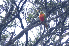 Neopsittacus pullicauda