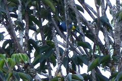 Paramythia montium olivacea