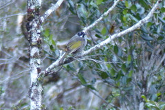 Melidectes belfordi