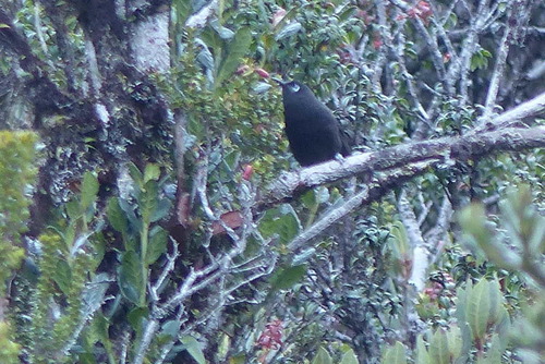 Melionyx fuscus observed 2017-10-12