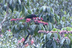 Charmosyna papou goliathina