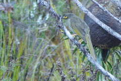 Oreornis chrysogenys