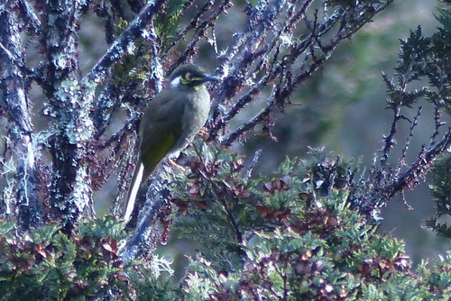 Caligavis subfrenata, 2017-10-12