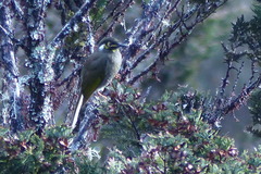 Caligavis subfrenata