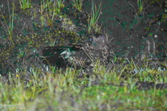 Eurostopodus archboldi