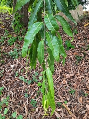 Polyalthia
