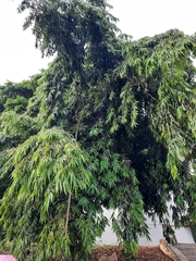 Polyalthia