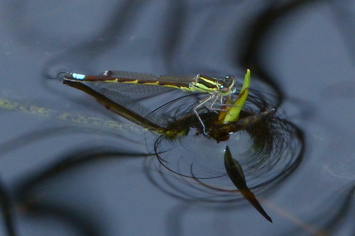 Oreagrion