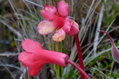 Rhododendron saxifragoides