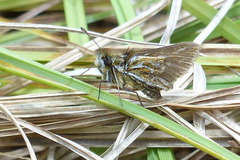 Taractrocera trikora