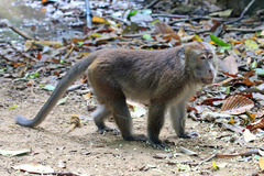 Macaca fascicularis philippensis