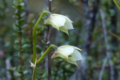 Dendrobium acutisepalum