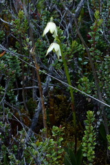 Dendrobium acutisepalum