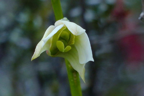 Dendrobium acutisepalum J.J.Sm. 3