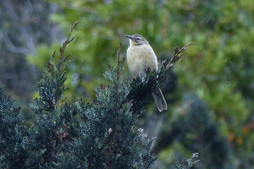 Anthus gutturalis, 2017-10-13