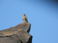 Falco tinnunculus