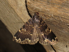 Mormoscopa sordescens