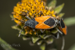 Melanopleurus bicolor