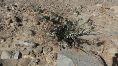 Dyerophytum indicum