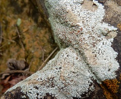 Lecanora subimmergens