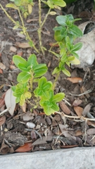 Angiospermae