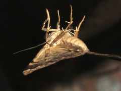 Mormoscopa sordescens