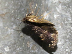 Mormoscopa sordescens