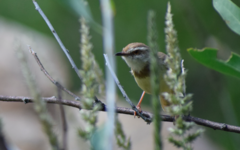 Prinia flavicans