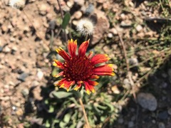 Gaillardia aristata
