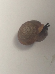 Triodopsis juxtidens