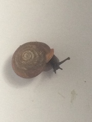 Triodopsis juxtidens