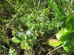 Gentiana squarrosa