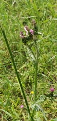 Carduus argentatus