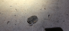 Breviceps