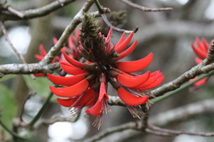 Erythrina ×sykesii